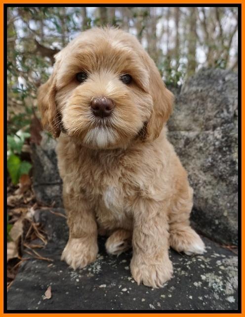 Calla Flicker pups 8 wks old 2 072