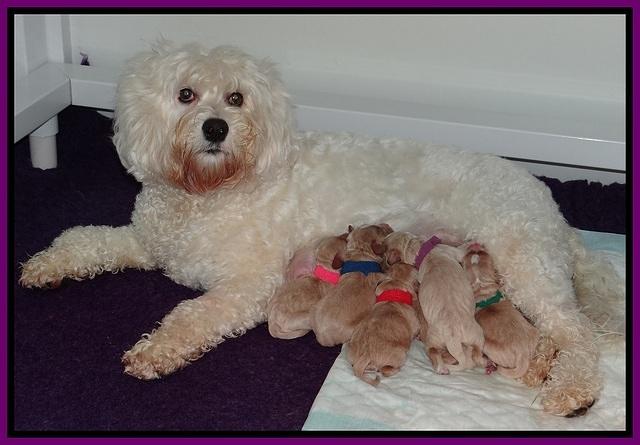 Calla Ficker pups newborn 1 008