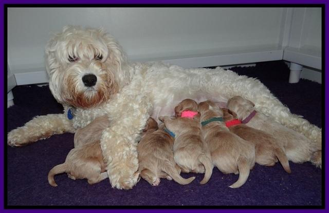 Calla Flicker pups 1 wk old 21