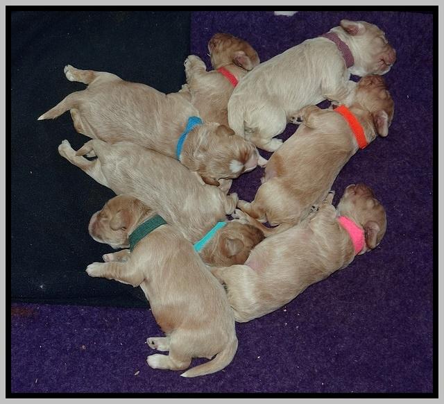 Calla Flicker pups 1 wks old 1 068