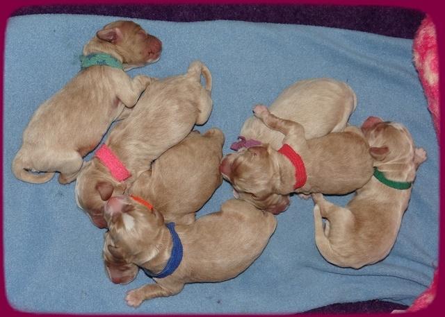 Calla Flicker pups newborn 11