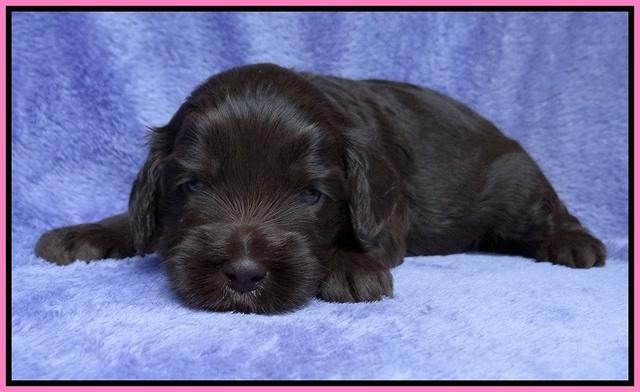 Macy Ollie pups 3 wks old 1 011