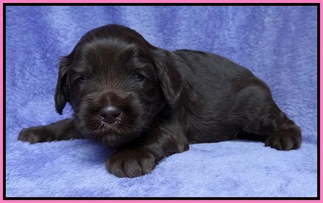 Macy Ollie pups 3 wks old 1 015
