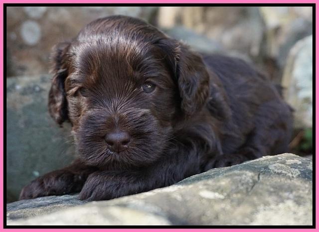 Macy Ollie pups 4 wks old 11