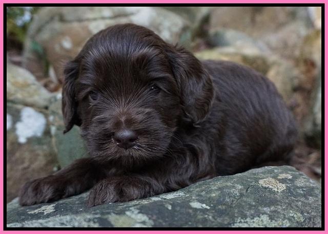Macy Ollie pups 4 wks old 31
