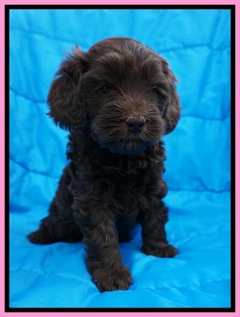 Macy Ollie pups 5 wks old 320