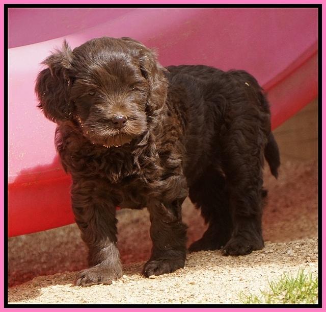 Macy Ollie pups 5 wks old 420