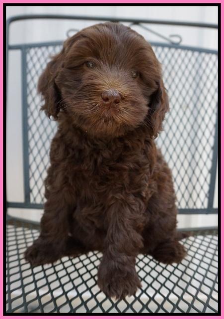 Macy Ollie pups 7 wks old 151