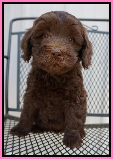 Macy Ollie pups 7 wks old 161