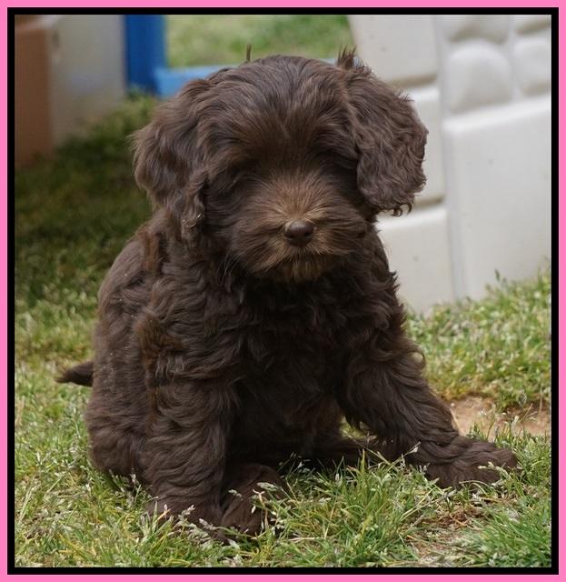 Macy Ollie pups 7 wks old 41000