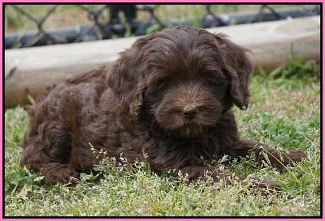 Macy Ollie pups 7 wks old 51000