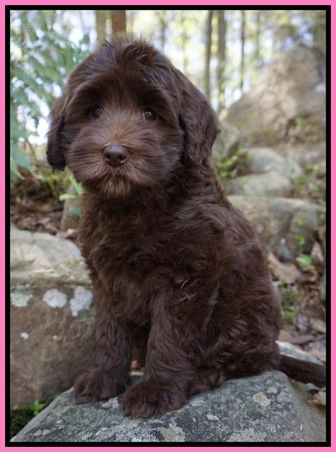 Macy Ollie pups 8 wks old 21