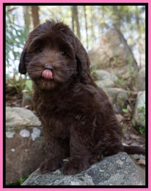 Macy Ollie pups 8 wks old 31