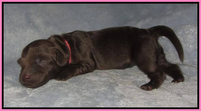 Macy Ollie pups newborn 11