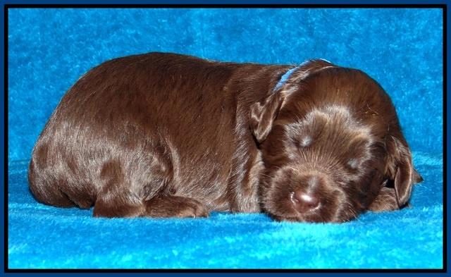 Macy Ollie pups 2 wks old 21