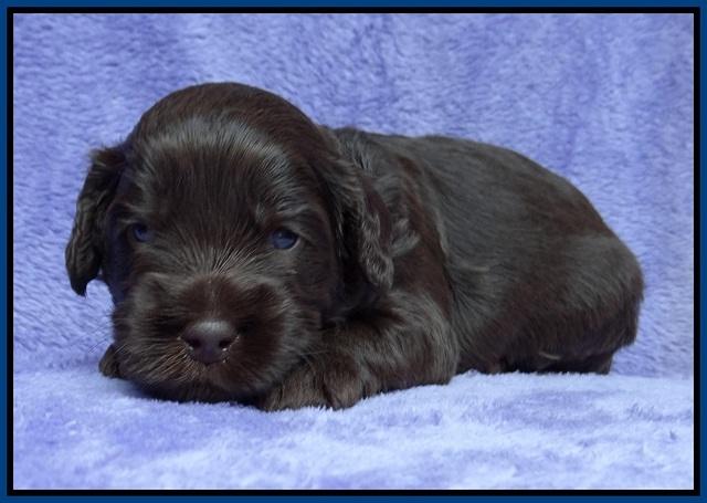 Macy Ollie pups 3 wks old 1 027
