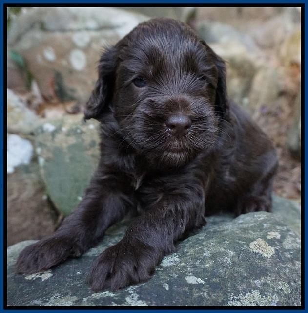 Macy Ollie pups 4 wks old 51