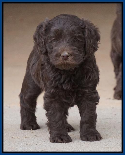 Macy Ollie pups 5 wks old 1020