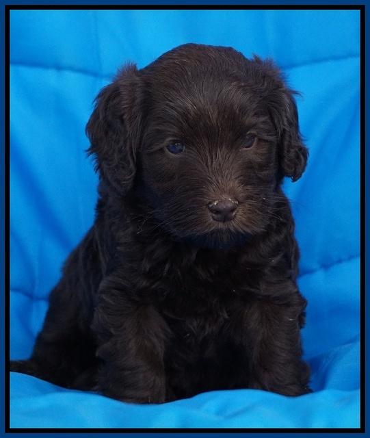 Macy Ollie pups 5 wks old 620