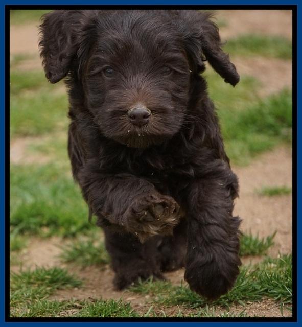 Macy Ollie pups 5 wks old 920