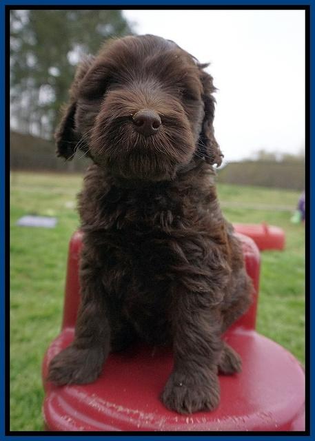 Macy Ollie pups 6 wks old 71