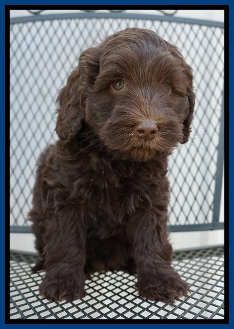 Macy Ollie pups 7 wks old 31