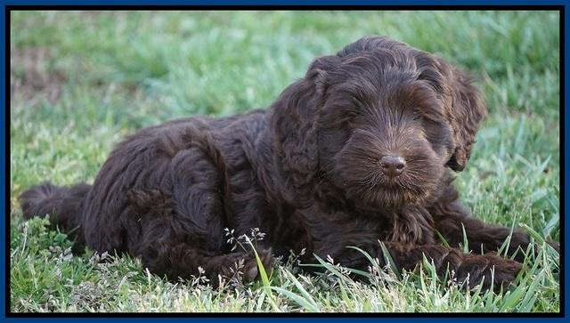 Macy Ollie pups 7 wks old 31000