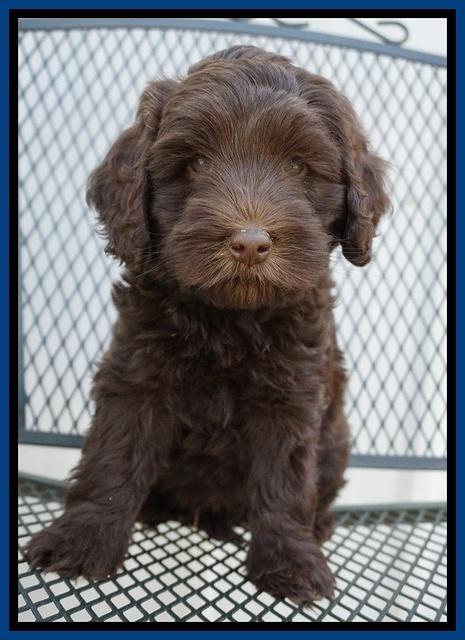 Macy Ollie pups 7 wks old 41