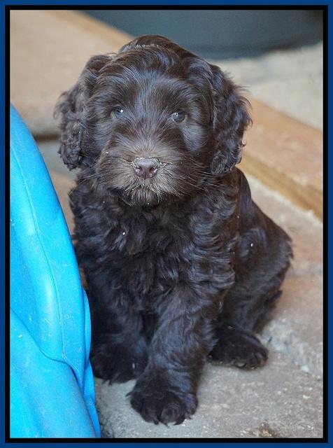 Macy Ollie pups 7 wks old 71000