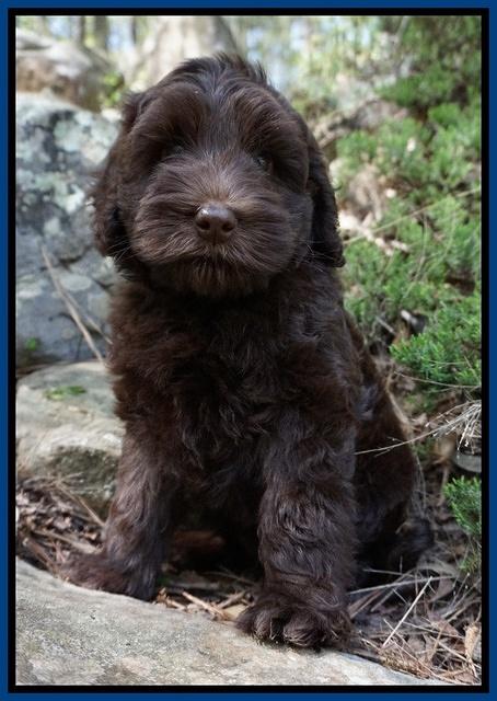 Macy Ollie pups 8 wks old 61
