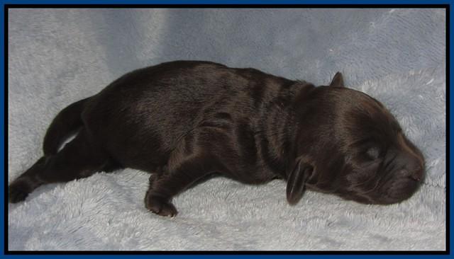 Macy Ollie pups newborn 31