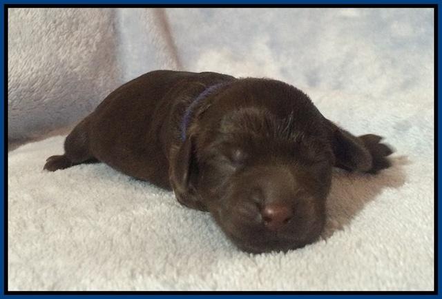 Macy Ollie pups newborn 41