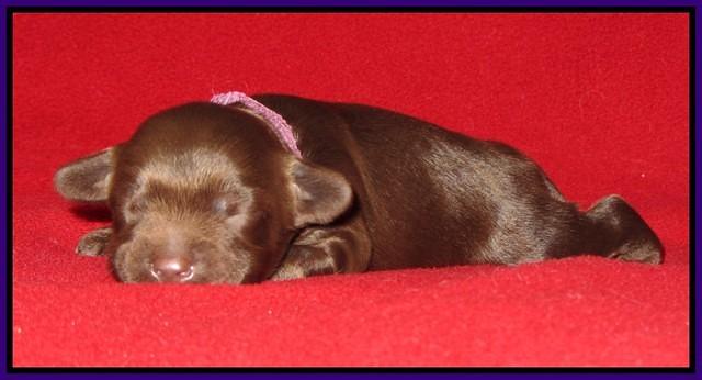 Macy Ollie pups 1 wk old 5200