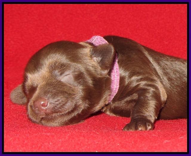 Macy Ollie pups 1 wk old 6200