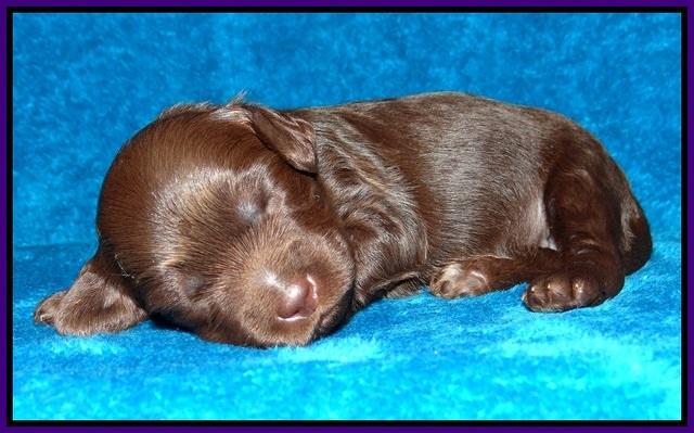 Macy Ollie pups 2 wks old 61