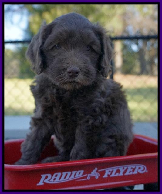 Macy Ollie pups 6 wks old 101