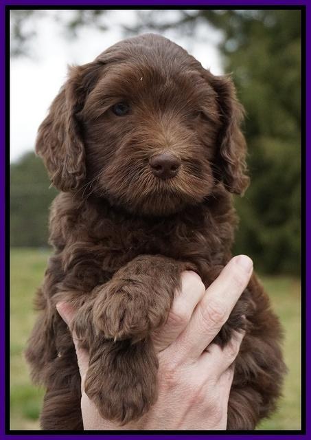 Macy Ollie pups 6 wks old 81