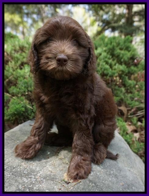 Macy Ollie pups 8 wks old 91