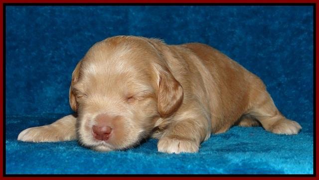 Macy Ollie pups 2 wks old 101