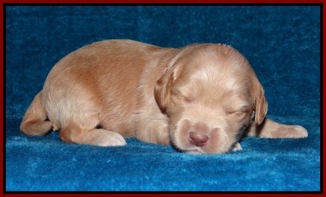 Macy Ollie pups 2 wks old 81