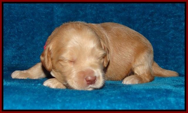 Macy Ollie pups 2 wks old 91