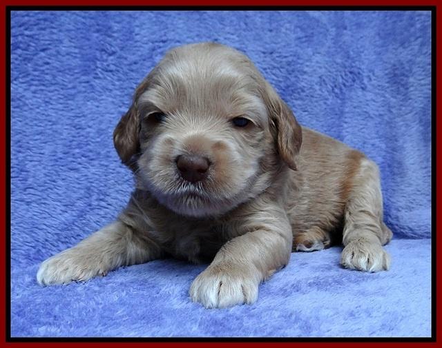 Macy Ollie pups 3 wks old 1 049