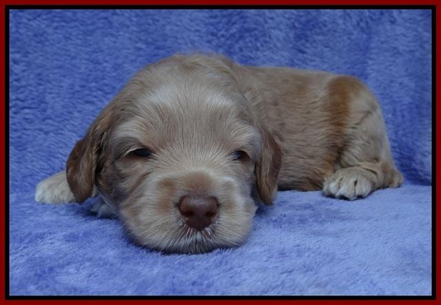 Macy Ollie pups 3 wks old 1 059