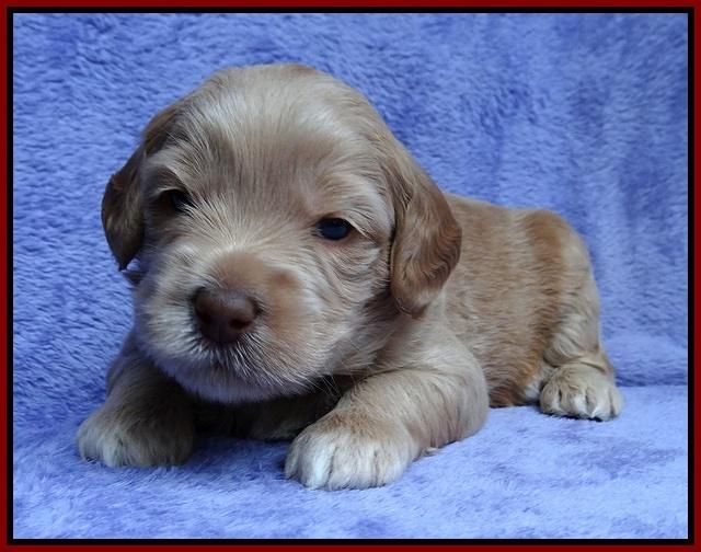 Macy Ollie pups 3 wks old 1 062