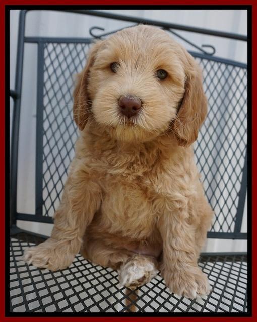 Macy Ollie pups 7 wks old 131