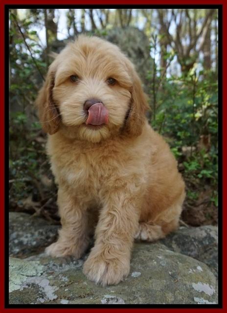 Macy Ollie pups 8 wks old 151