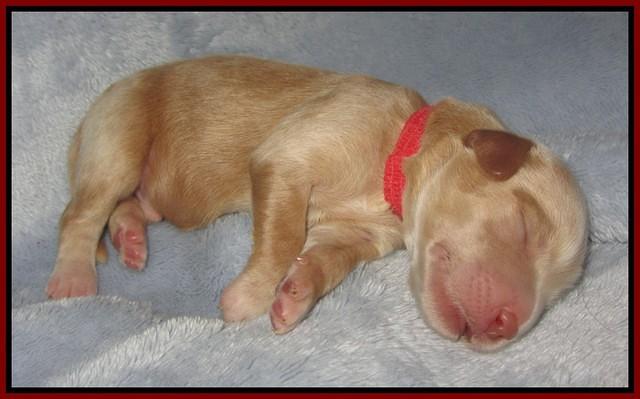 Macy Ollie pups newborn 61