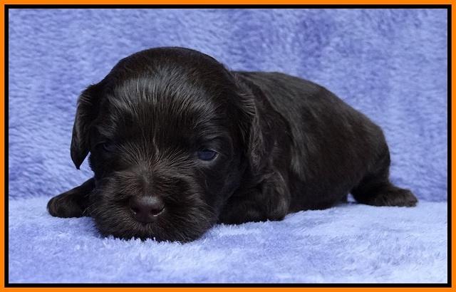 Macy Ollie pups 3 wks old 1 076
