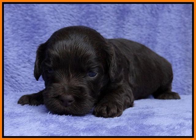 Macy Ollie pups 3 wks old 1 080