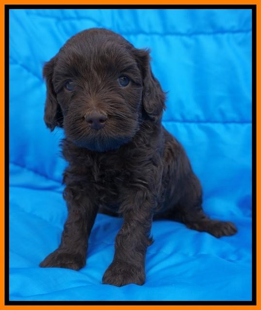 Macy Ollie pups 5 wks old 2420